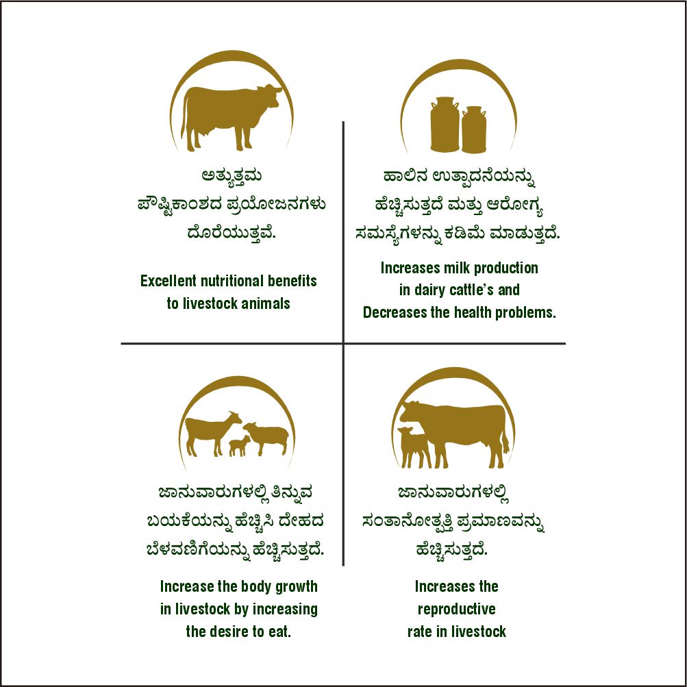 buy eco green silage for cows