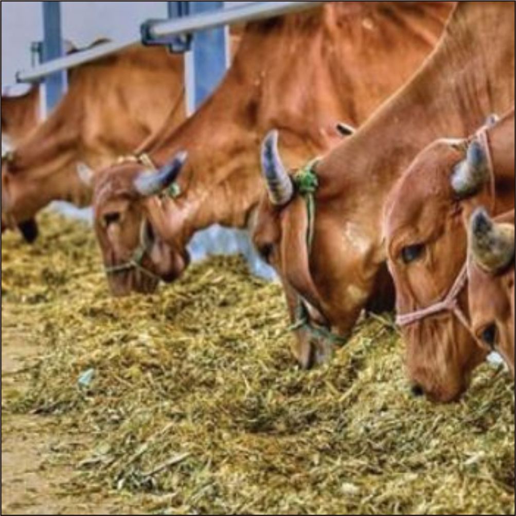nutritional value of eco green silage