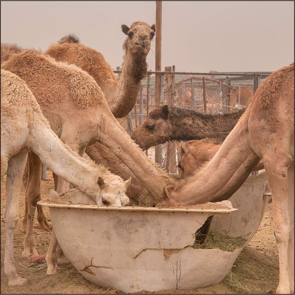 Buy silage for camels