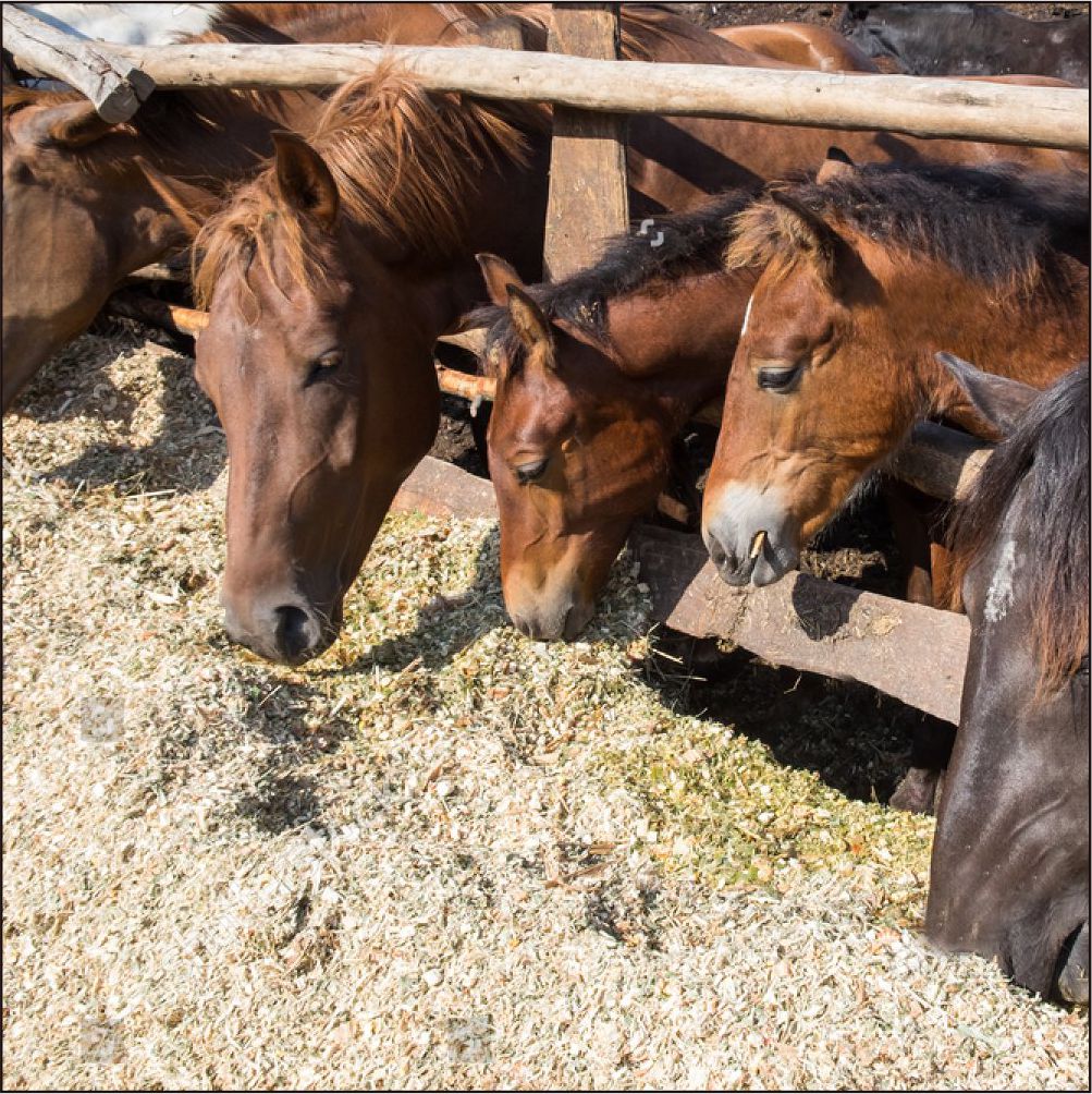 where to buy organic silage in India