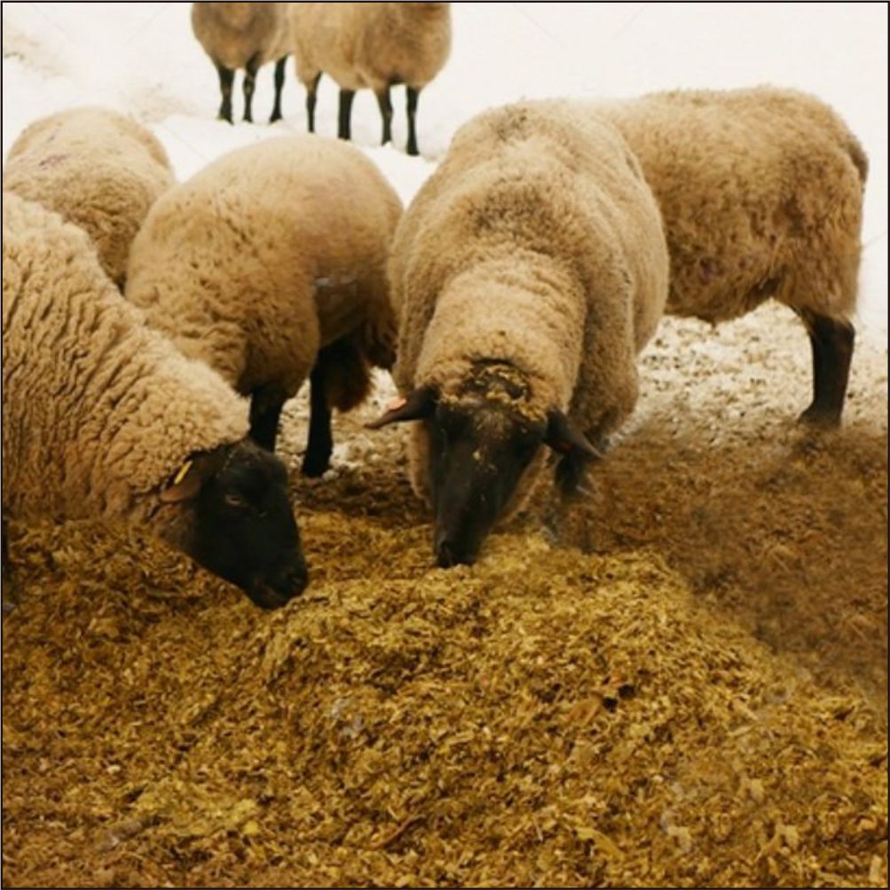 benefits of using organic silage in dairy farms