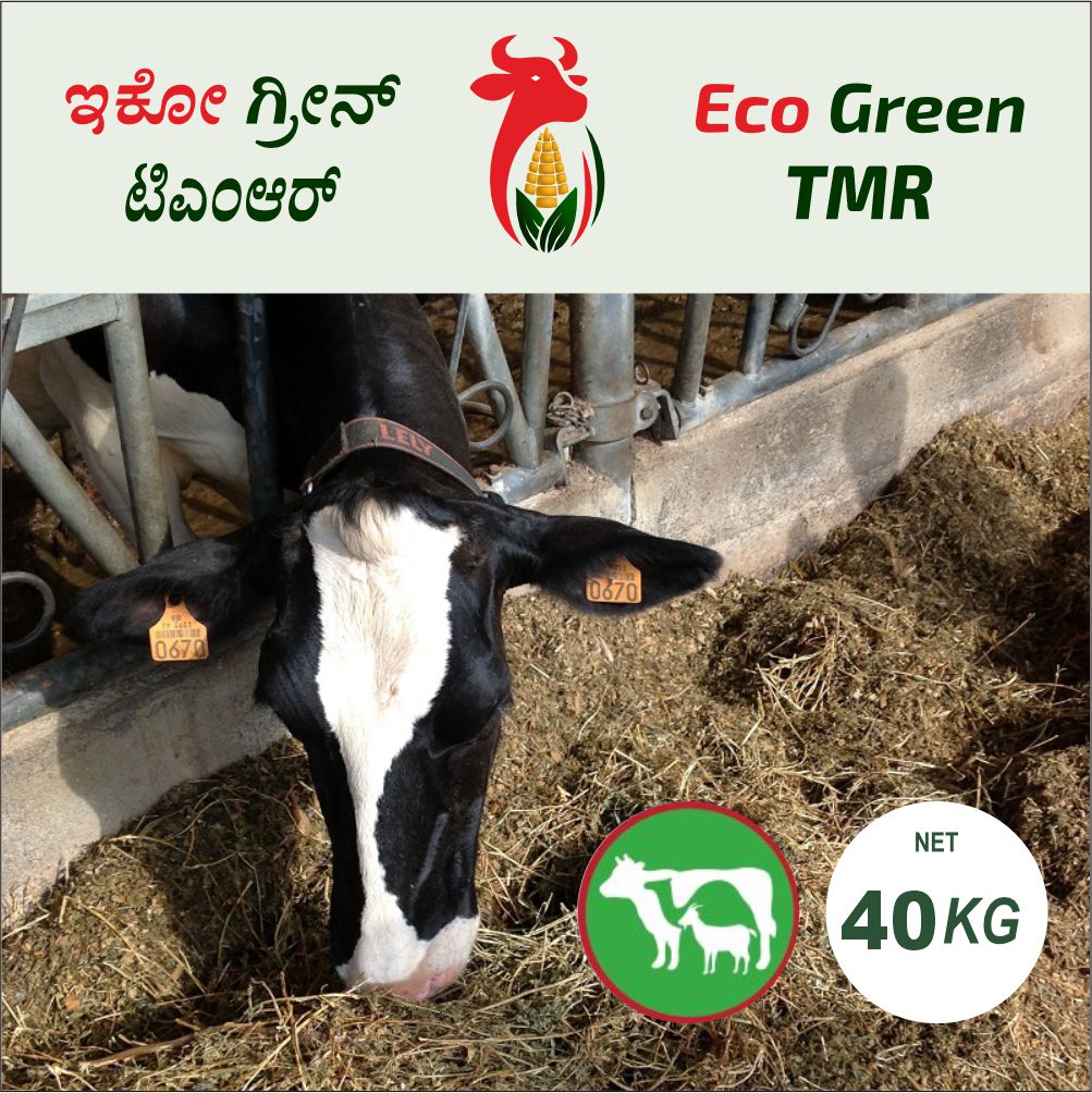 dairy cow nutrition