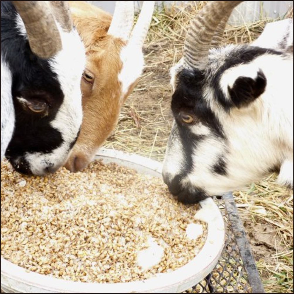 green silage for farming animals