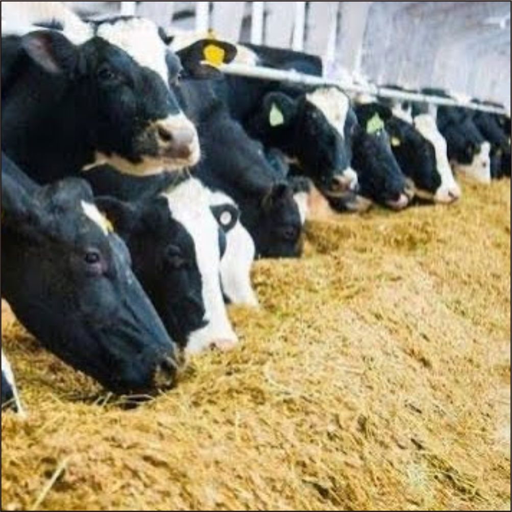 bulk silage for dairy farms