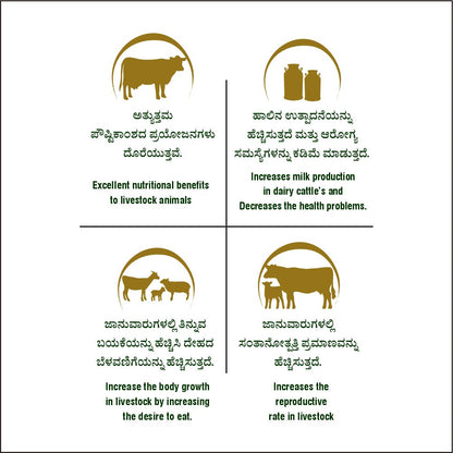 buy eco green silage for cows