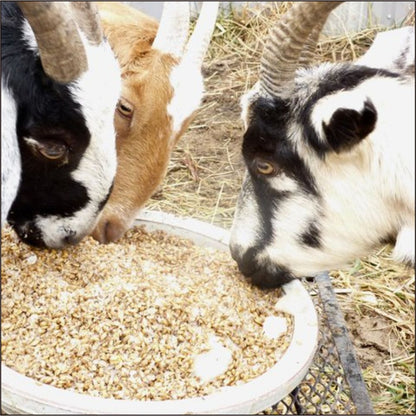 green silage for farming animals