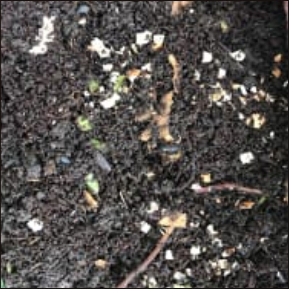 Eggshell powder for plants