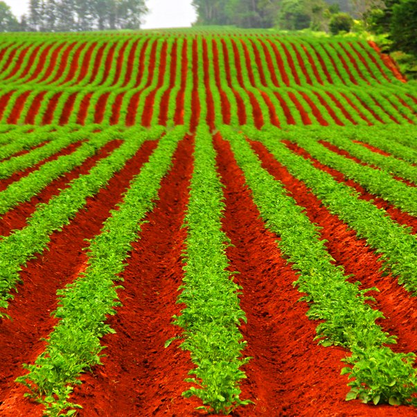 Raita Mitra Garden Red Soil – Nutrient-Rich Soil for Plants | Ideal for Home Gardening & Soil Enrichment