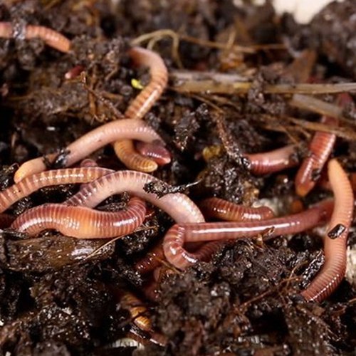 Raita Mitra Vermicompost  – 100% Natural & Organic Fertilizer for Plants | Nutrient-Rich Compost for Home Gardens | Enhances Plant Health, Water Retention & Soil Quality | Perfect for All Gardening Needs